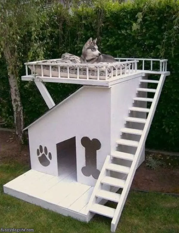 Cool Dog House