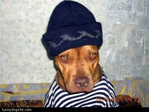 Bank Robber Dog