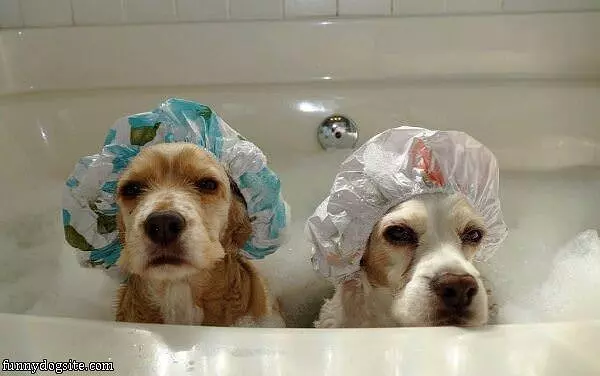 Bath Time Dogs