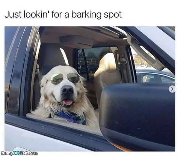 Looking For A Barking Spot