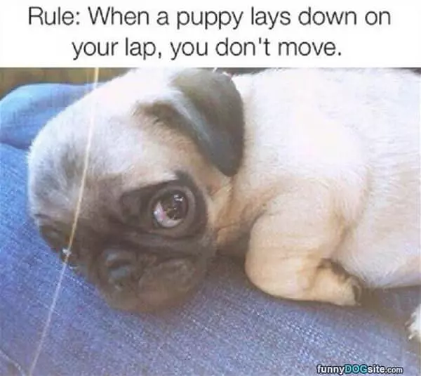 Golden Rule For Pet Owners
