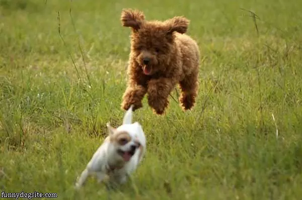 A Flying Puppy