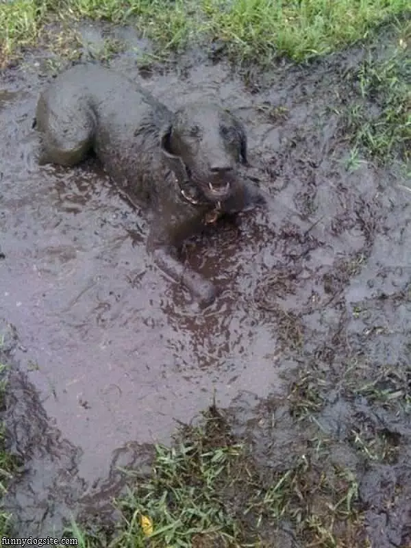 The Mud Dog