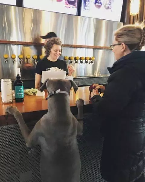 Can I Order A Beer Please