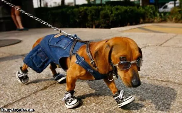 Cool Dog Going For A Walk