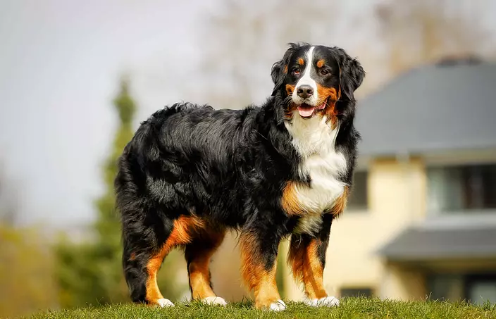 black and brown Bernese Mou...
