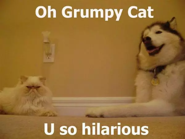 Oh Grumpy Cat