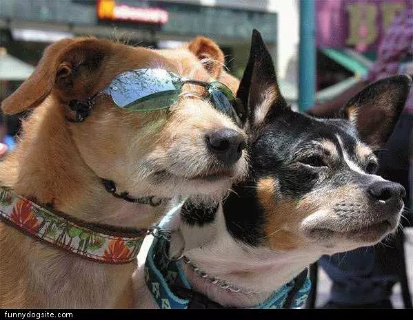 Too Cool Dogs