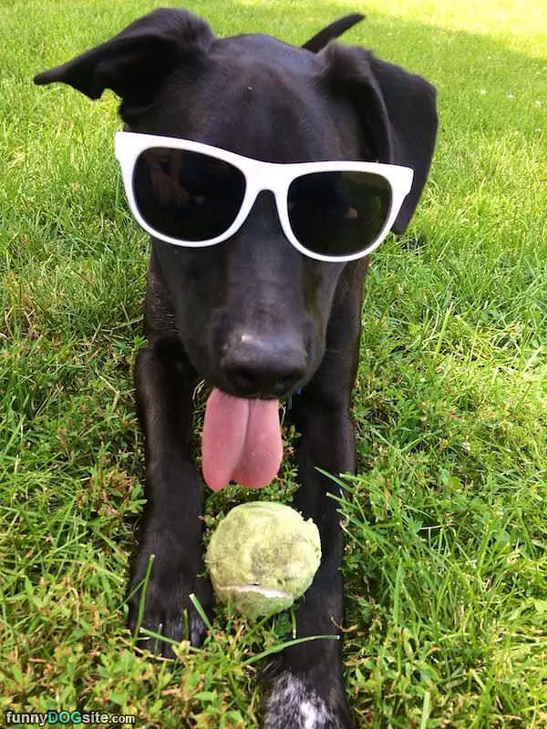 Cool Dog Is Cool