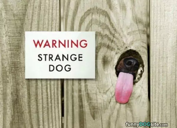 Strange Dog