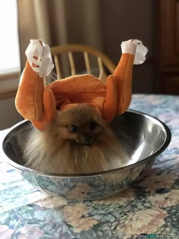 Dog In A Bowl