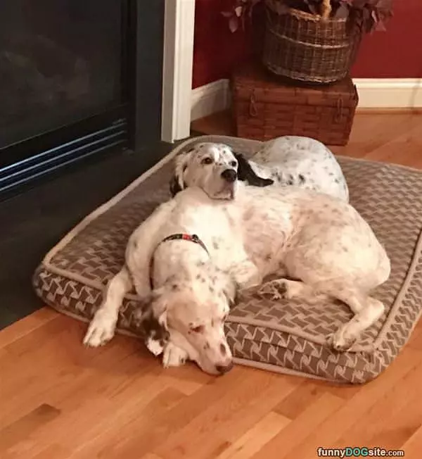 We Share This Bed
