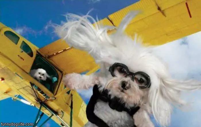 Skydiver Dogs
