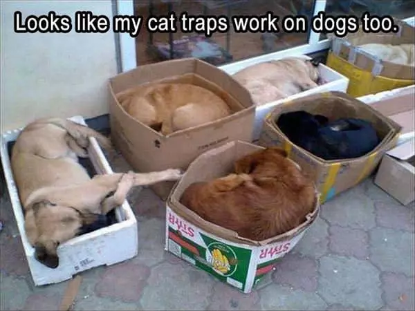 This Cat Trap Also Works On Dog