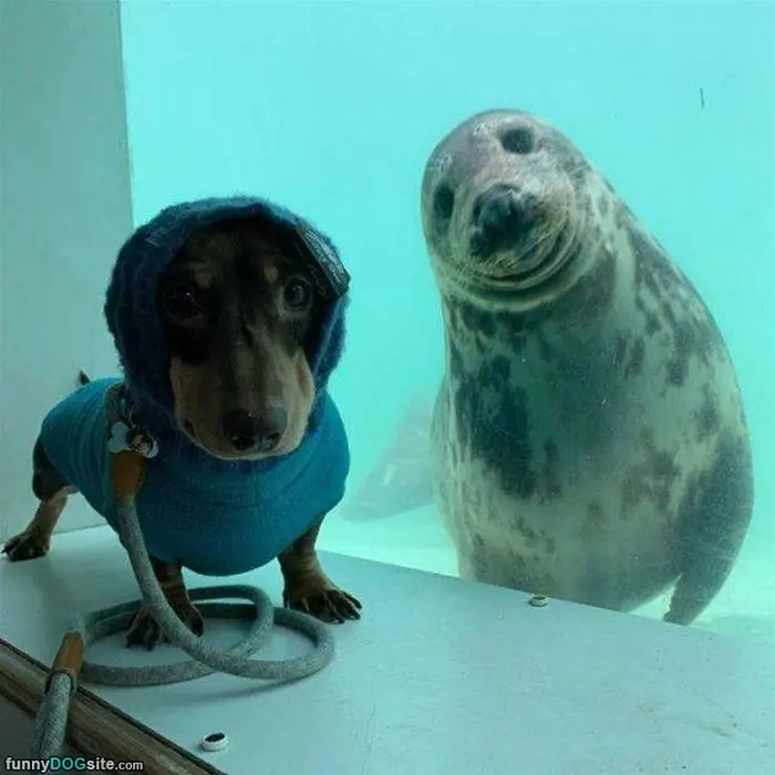 Selfies With Ocean Dog
