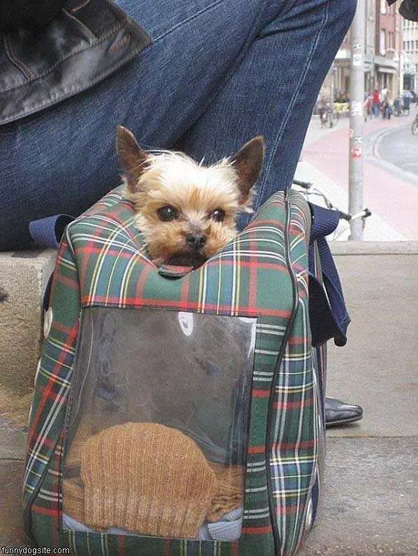 Bag Of Dog
