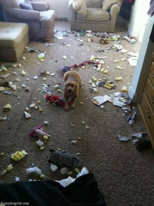 Doggy Made A Mess Again