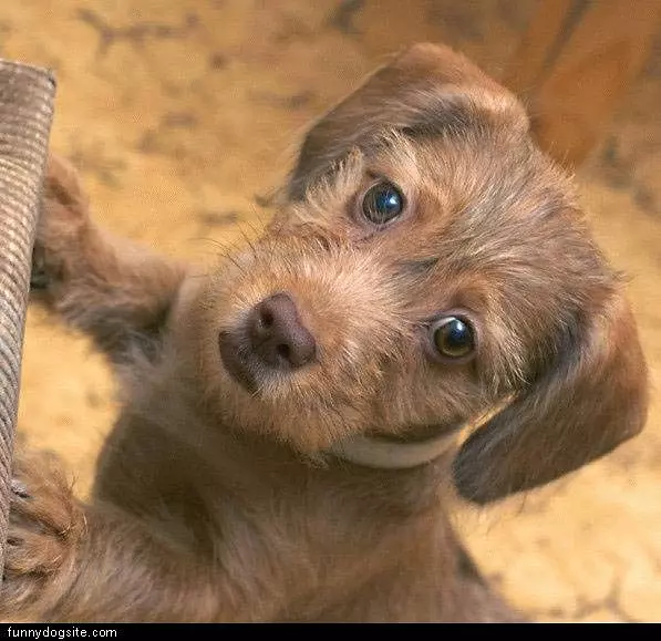 Cute Little Puppy