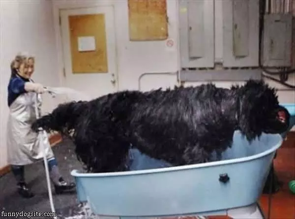 Huge Dog Washing