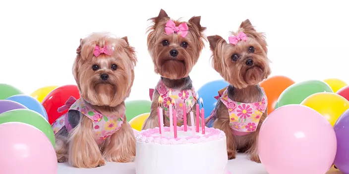 Yorkshire Terrier Dog Party