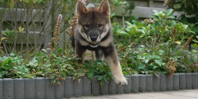 Shikoku puppy running