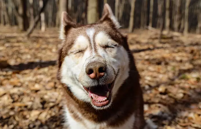 Siberian Husky smiling