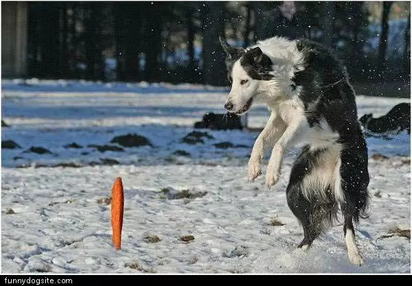 Dog Playing Catch In The Snow