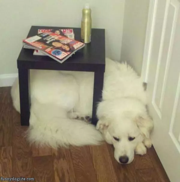 Dog Fits Anywhere