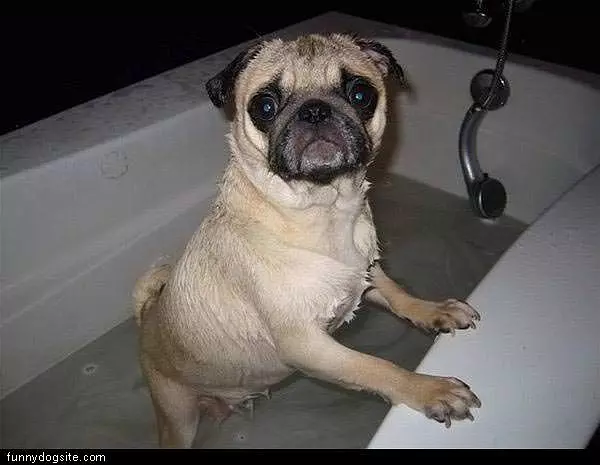Pug Hates Water