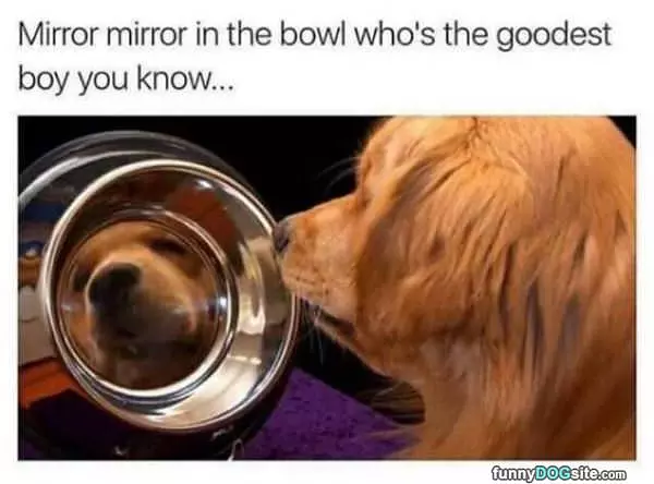 Who Is The Goodest Boy