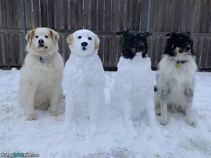 These Snow Dogs