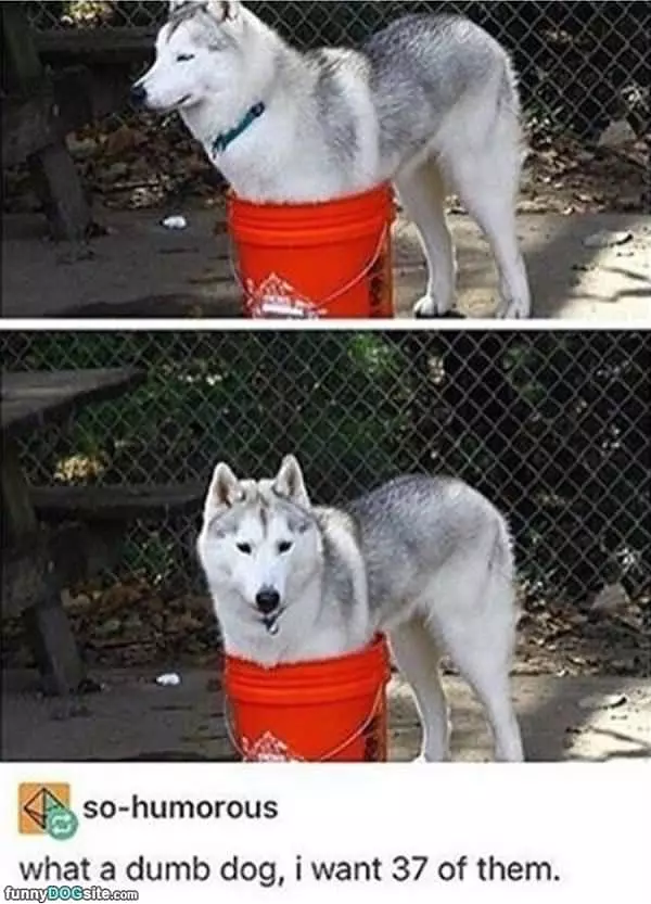 A Dog In A Bucket