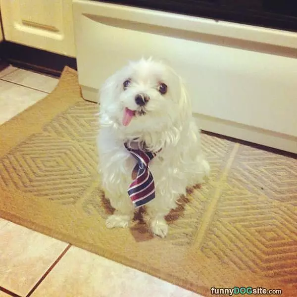 Derp And Tie