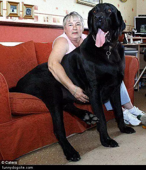 Huge Dog