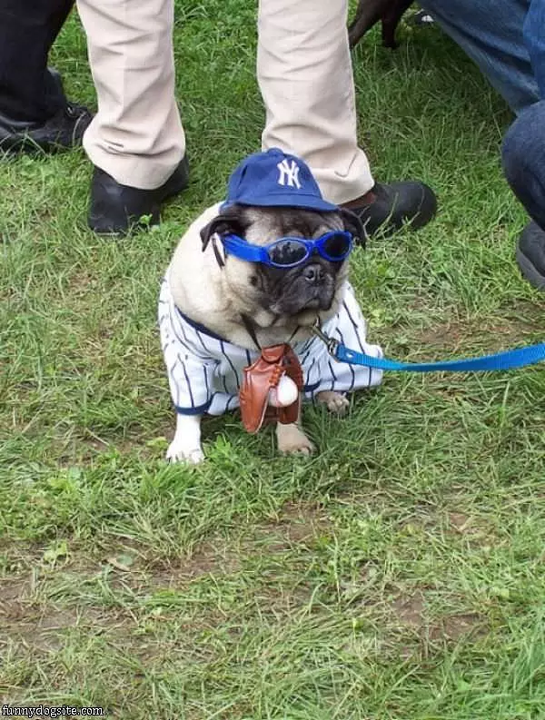 Yankees Dog