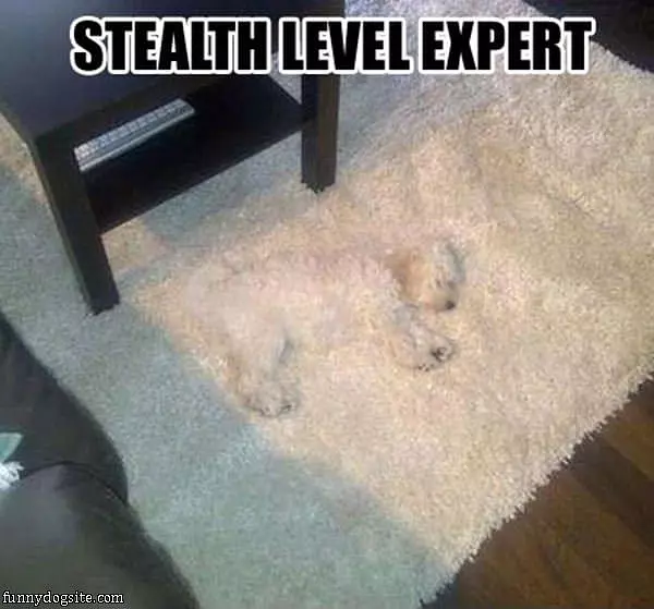 Stealth Level