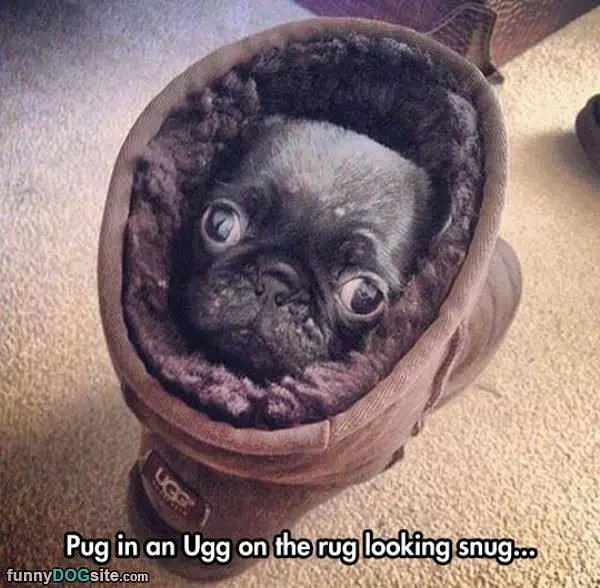 Pug In An Ugg