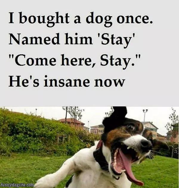 Insane Dog