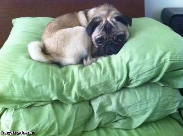 The Pug Pillow Stack