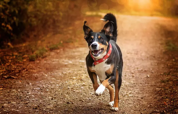 Appenzeller Sennenhund Running
