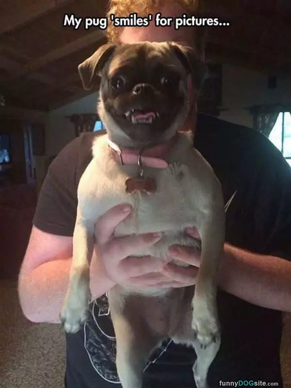 This Pug Smiles For Pictures