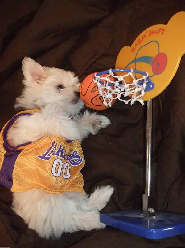 Lakers Fan