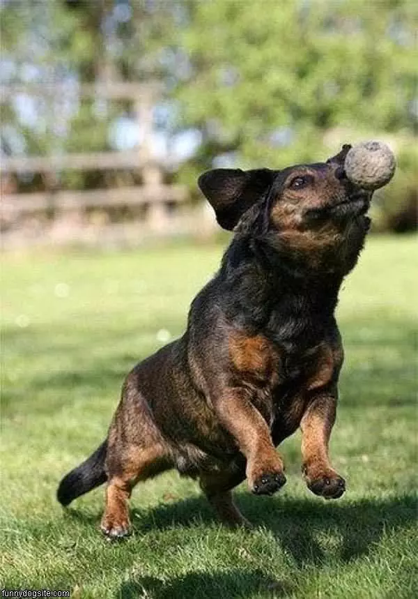 Fetch The Ball