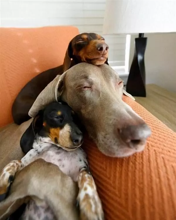 Dog On Dog On Dog