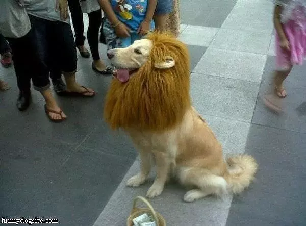 Cool Lion