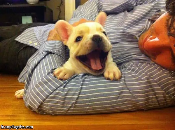 That Is A Happy Puppy
