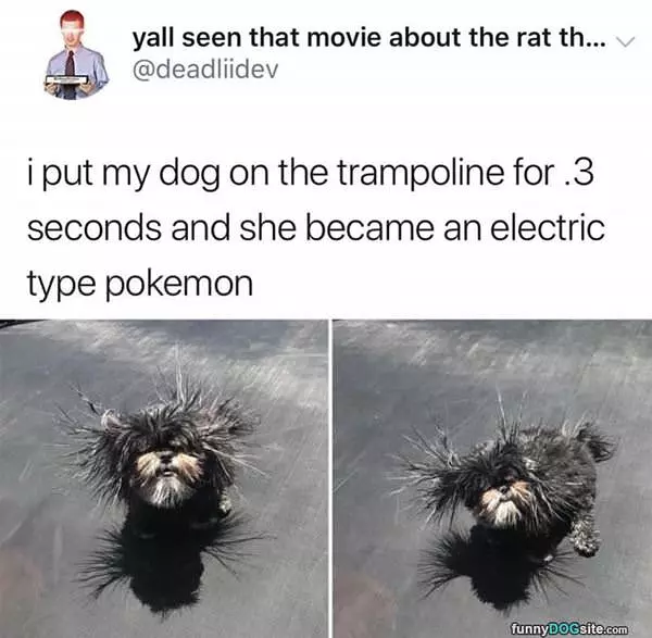 Trampoline Dog