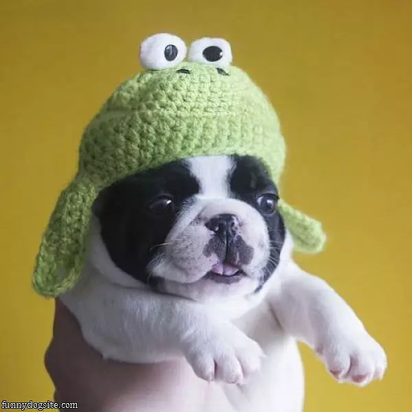 My Little Puppy Hat