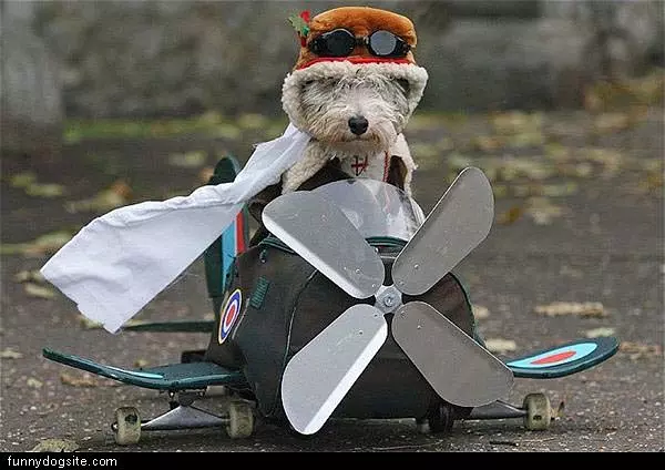 Plane Ready Dog