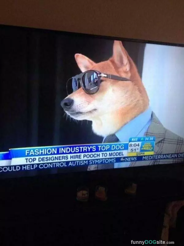 Fashions Top Dog